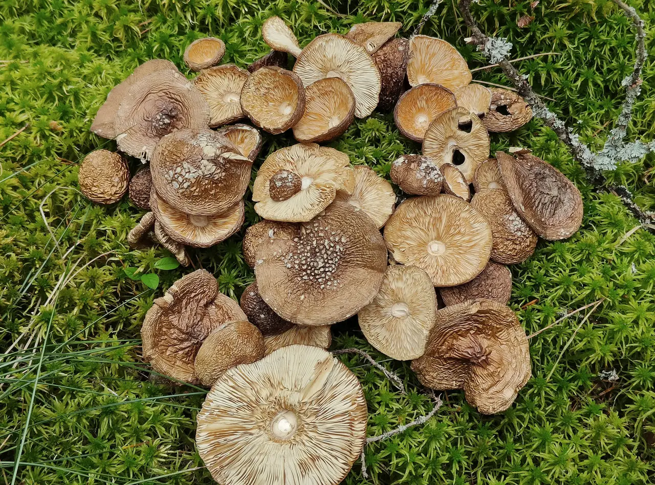 Пантерний Мухомор капелюшки - 20г